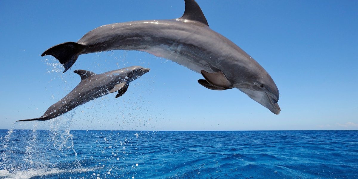 dolphin trip in goa