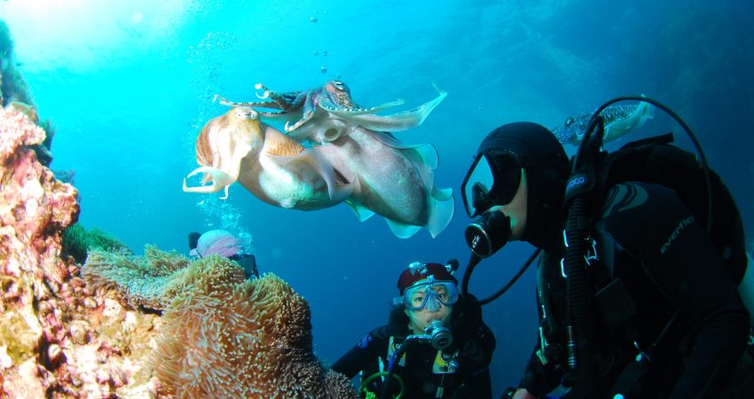 scuba diving in goa