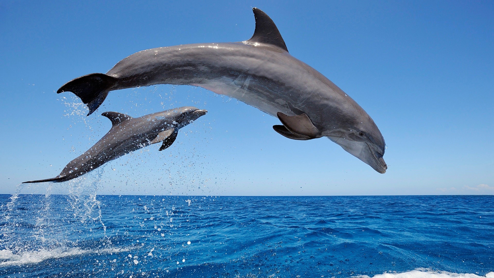 Dolphin Trip in goa