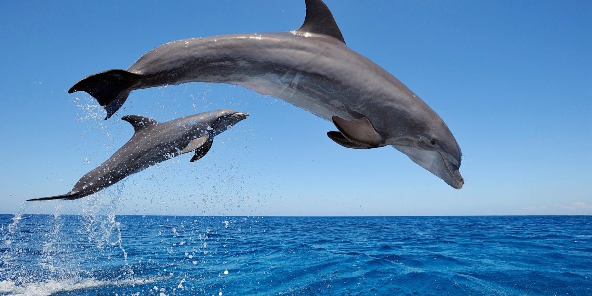 Dolphin Trip In Goa Dolphin Tours In North Goa 300 Only Best Rated Dolphin Safari On Goa